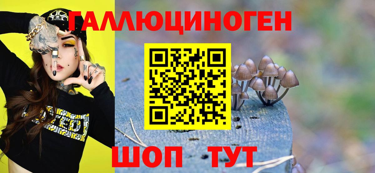 Каменка  Галлюциногенные грибы Cubensis  Вход с VPN 